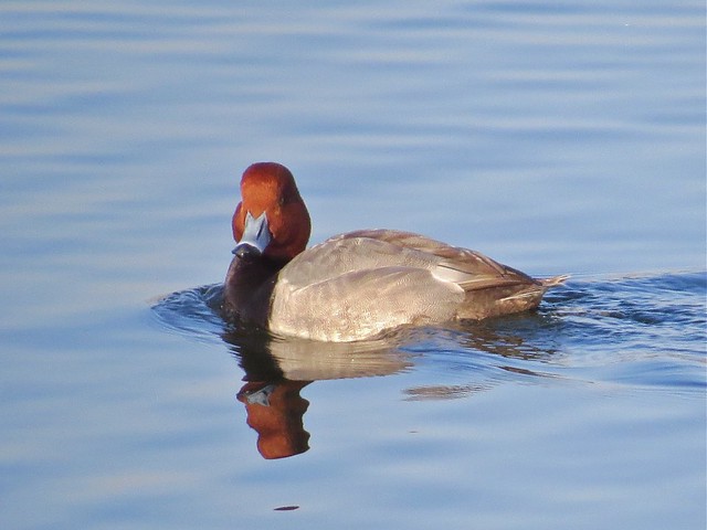 Redhead at Lake Bloomington in McLean County, IL 03