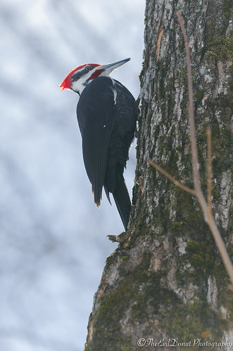 red white black tree bird forest woodpecker great large climbing
