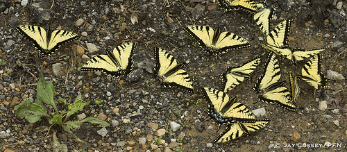 ohio butterfly swallowtail easterntigerswallowtail aggregation naturephotography macrophotography insecta papilioglaucus puddling lepidopterabutterfliesmoths photographerjaycossey
