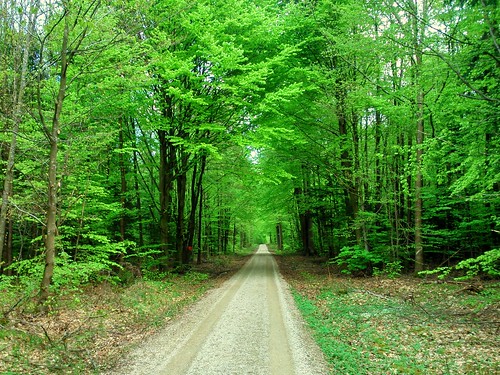 tree green forest spring path beech