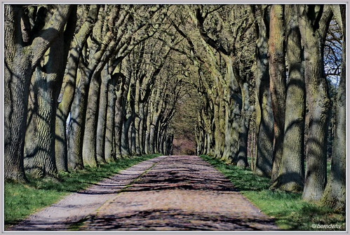 landscape deutschland landschaft bäume landschap allee avenues norddeutschland niedersachsen lanen kirchlinteln landkreisverden historischestrase kükenmoor
