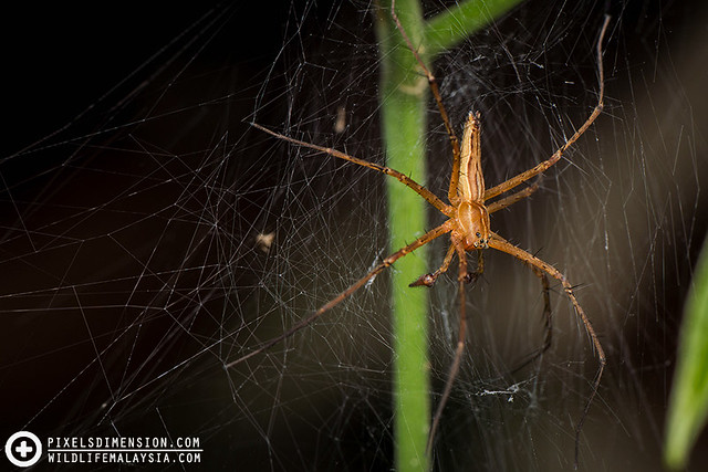 Nursery Web Spider- Hygropoda sp. ♂ (?)