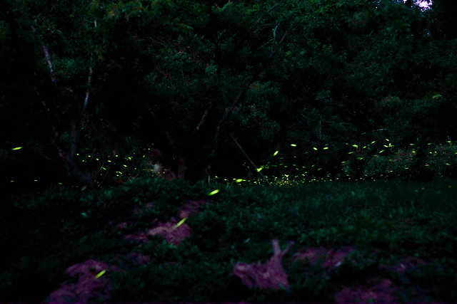 一年一度的螢火蟲之約!中部最大賞螢景點外加有導覽解說就在東勢林場~(2015/04/05拍攝) @強生與小吠的Hyper人蔘~