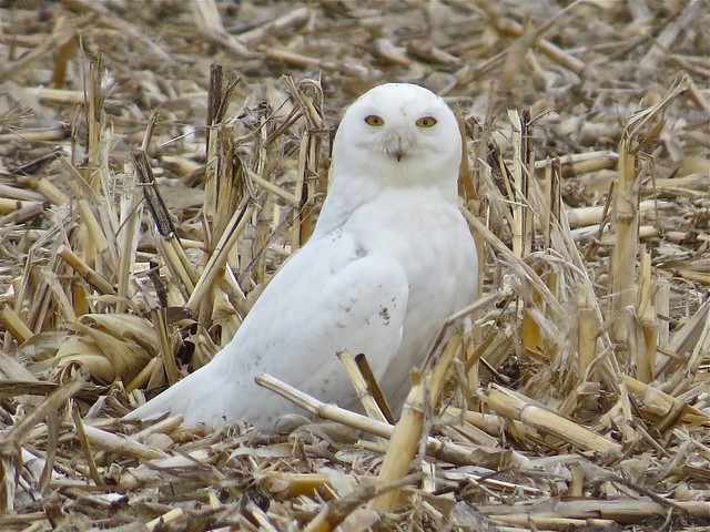 Snowy Owl in Livingston County, IL 02