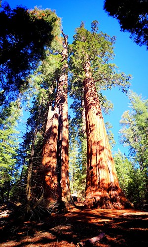 tree canyon sequoia kingscanyon