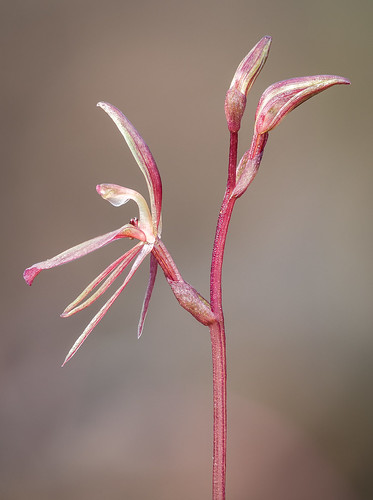 cyrtostylis smallgnatorchid reniformis paraparap victoria australia au nikkor flower macro focus stack zerenestacker sb800