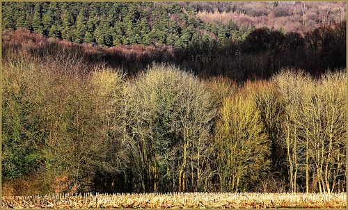 nature belgium belgique arbres paysage forêt bois wallonie sprimont maïs provincedeliège hautgné