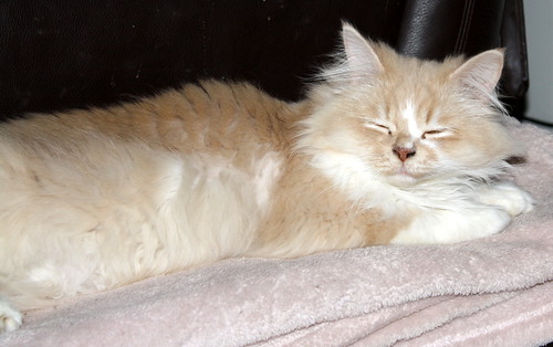 Persi, gato crudo y vainilla de pelo largo y ojos cobre APTO PARA PERROS, nacido en Julio´13, necesita hogar. Valencia. ADOPTADO. 16636067734_52b078864e