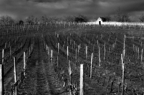 door vineyard nikon rando vine porte vignoble vigne février angers maineetloire 2015 montjeansurloire d5100
