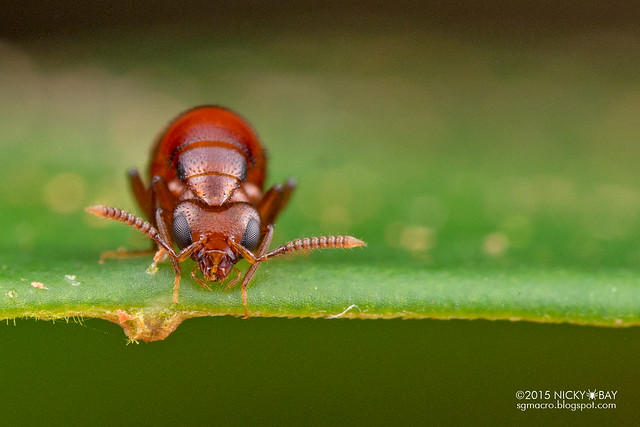 Rove beetle (Aleocharinae) - DSC_5077