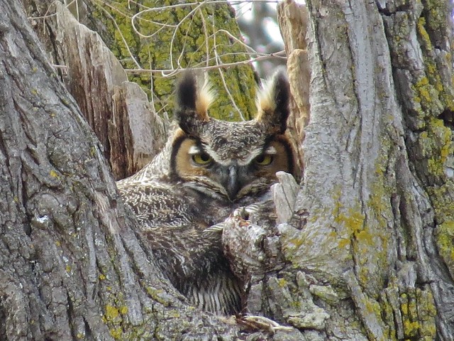 Great Horned Owl at Salem Ranch in Livingston County, IL 08