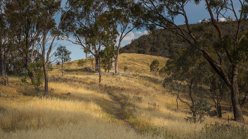 canberra landscape redhill australiancapitalterritory act australia greystump rural copyrightcolinpilliner country countryside straw eucalyptus trees scape australian