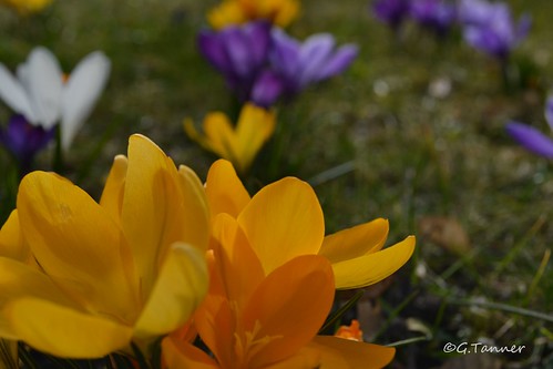 Frühlingsgarten März 2015
