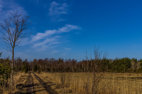 road blue trees sky cloud tree pine clouds forest canon eos track meadow bluesky lonely 1855 reedbeds 1100d