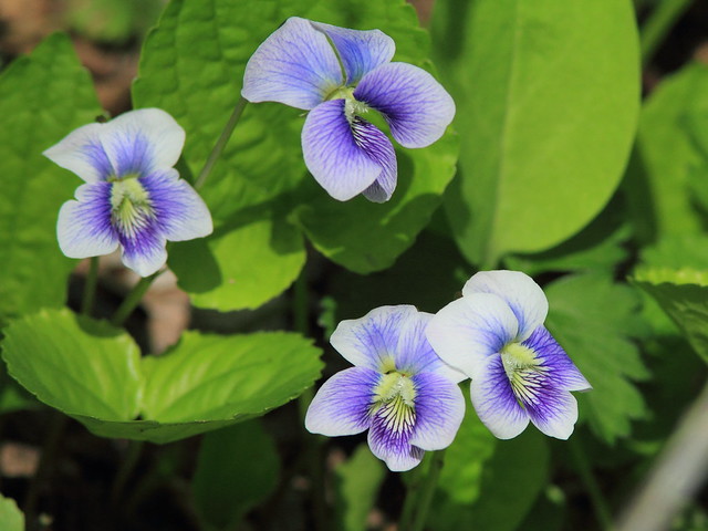 Blue and white Violet 2-20150427