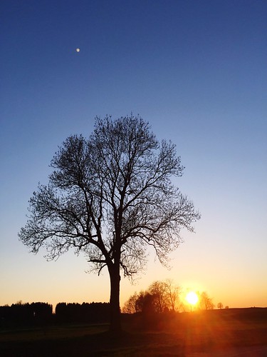 sunset tree allgäu