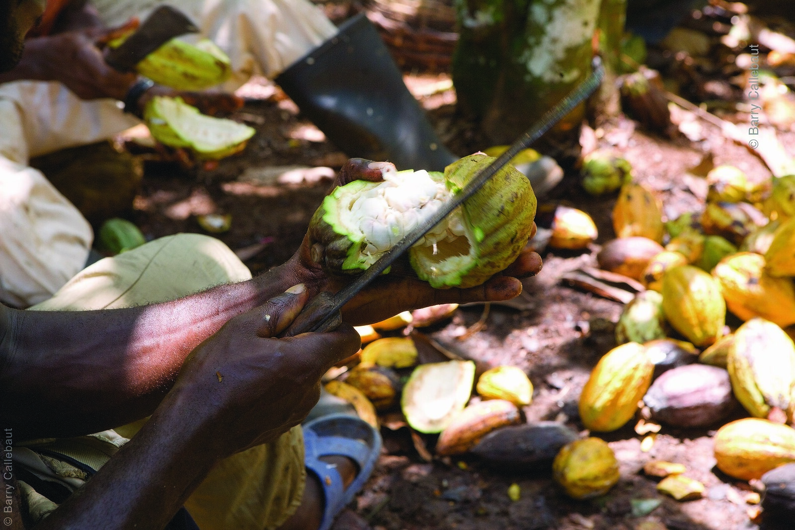 Opening of cocoa fruit