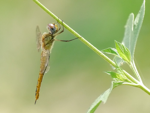 mikaelbehrens dragonfly texas wildlife gonzalesindependencepark insect gonzales unitedstates us