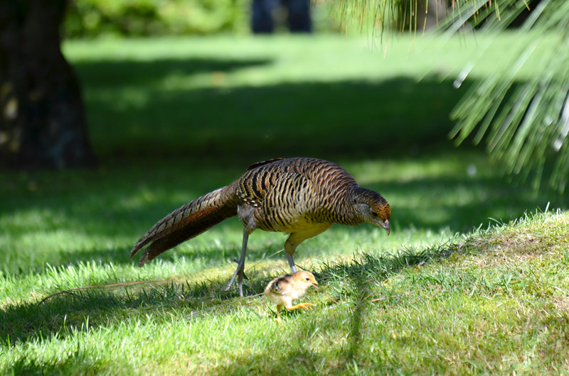 Pheasant and chick, Isola Madre, gardens, Lake Maggiore, Italy