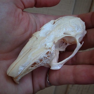 BONELUST Q&A: "What's this white stuff on my bones? How do I get rid of it?" What you are seeing here on this rabbit skull is called adipocere AKA corpse wax, grave wax or mortuary wax.