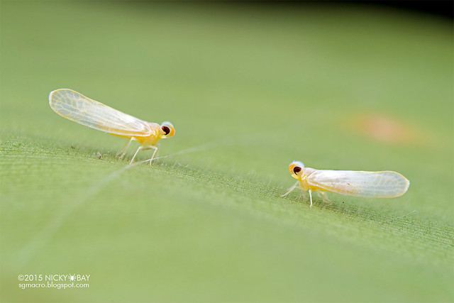 Derbid planthoppers (Derbidae) - DSC_4547