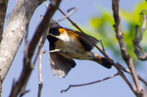 bird inflight warbler americanredstart setophagaruticilla mendocinocounty kzyxradiostation