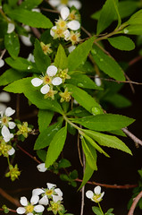 Smaller foliage - softer, willow-like texture
Some yellow fall color, drops most of its leaves
Light green color