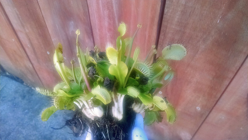 Venus flytrap (Dionaea muscipula) with exposed rhizomes.