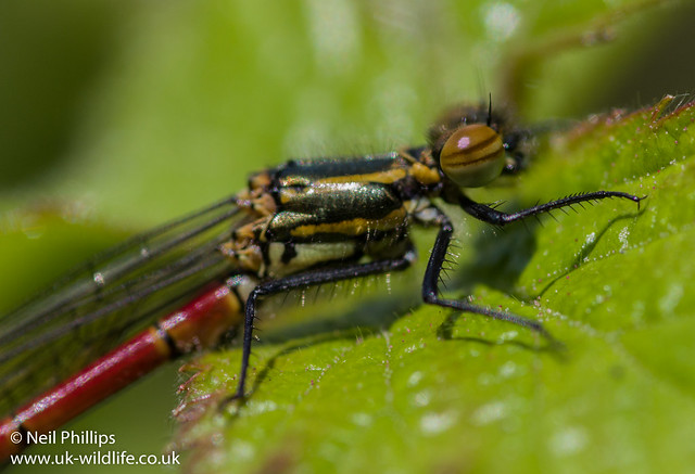 large red dmaselfly close up