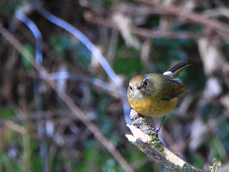 IMG_0197 栗背林鴝 Collared Bush-robin