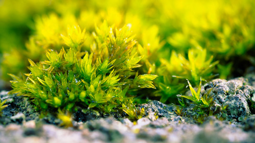 macro green nature colors wall garden moss saturated tiny omd em1 project365 115in2015