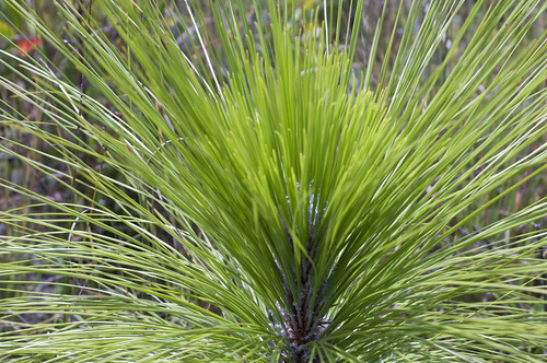 Longleaf pine is resistant to pests and disease, withstands drought and provides habitat for a host of wildlife. NRCS photo by Renee Bodine.
