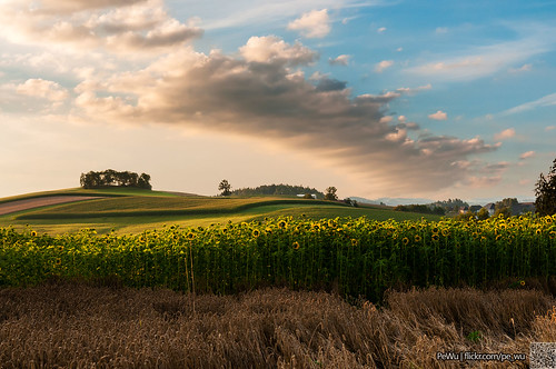 rohrbachinoberösterreich oberösterreich austria upper sunflower sun sunrise field hill sky cloud colours landscape panorama view at