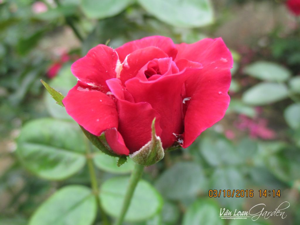 Hoa hồng ngoại Rouge Royale Rose