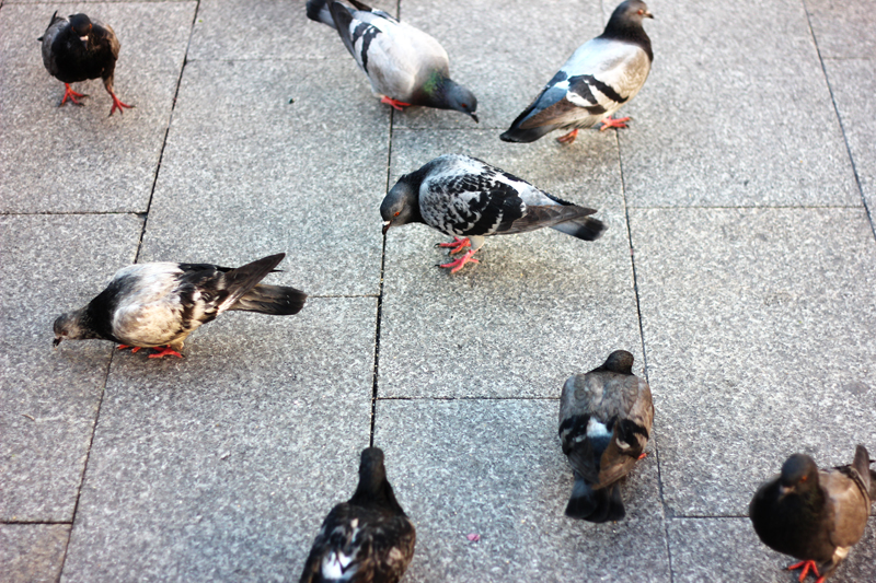 pigeon friends