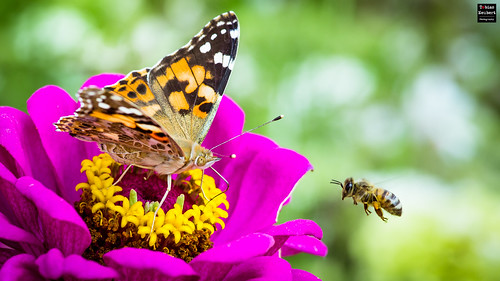 schmetterling butterfly biene bee distelfalter vanessacardui blume flower makro macro nahaufnahme insekt insect farben colors bokeh