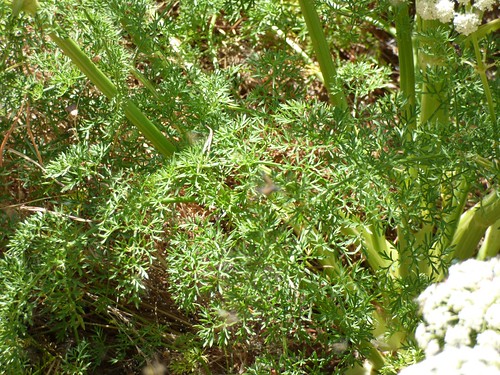 plantas blanca ligusticum montedelatondatalamantesyalrededores lasierra umbelíferas ligusticumlucidum hemicriptófito aragón spain floraibérica origfilenamep1110444jpg