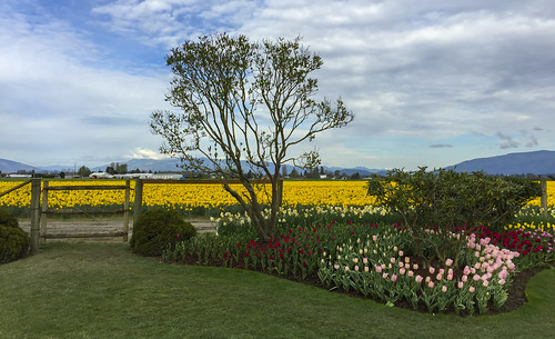 trees landscape wa skagitvalley flowerbeds roozengarde showgarden tulipfestival2015