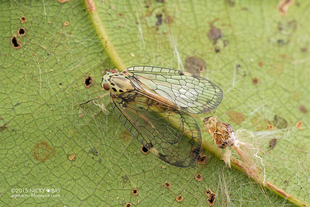 Net-winged planthopper (Nogodinidae) - DSC_4300