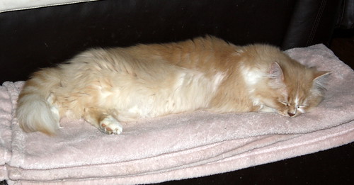 Persi, gato crudo y vainilla de pelo largo y ojos cobre APTO PARA PERROS, nacido en Julio´13, necesita hogar. Valencia. ADOPTADO. 17051117327_a9dbcff09d