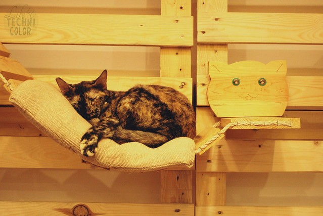 Cat Cafe Manila