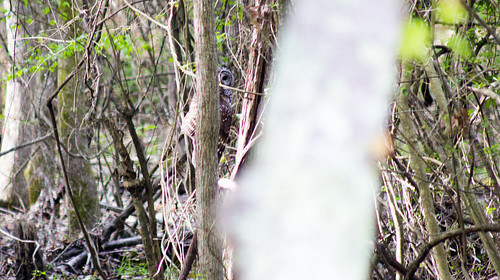 hunting predator barredowl