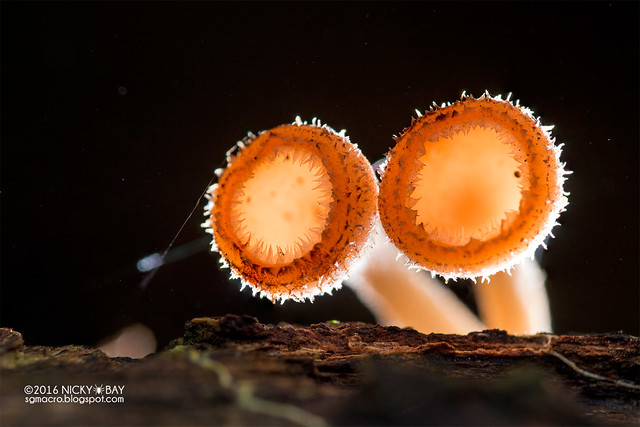Cup fungi (Cookeina sp.) - DSC_4118