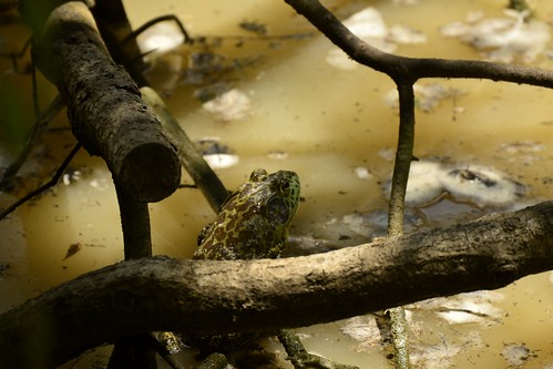 nature pond tx romayortx reptilesandamphibians murky bullfrog lithobatescatesbeianus frog amphibian