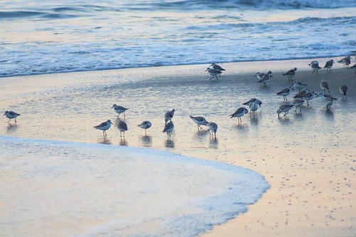 ocean beach sunrise dawn florida sandpipers indialantic