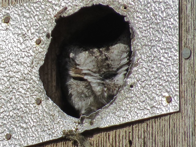 Eastern Screech-owl at Ewing Park in McLean County, IL