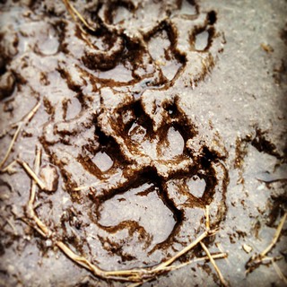 3 Days Til Spring? Happy muddy paws season. #dogpaw #mud #muddypaws #instadog #dogsofinstagram #ilovemydogs #newengland #spring