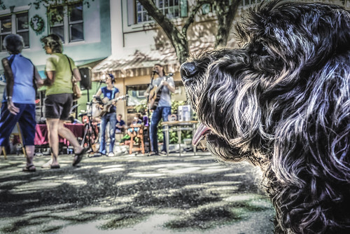 dogs animals unitedstates florida farmersmarket streetphotography bradenton manateecounty