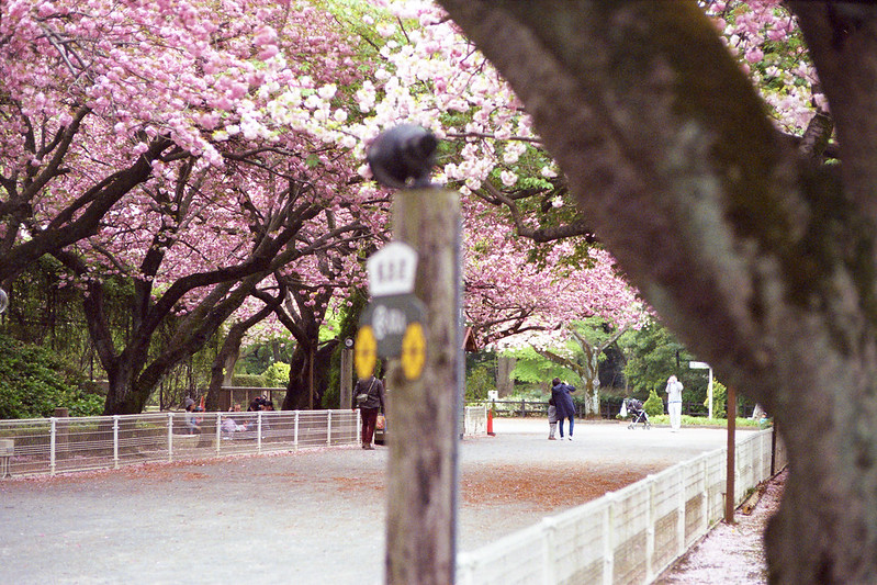 Sakura colour