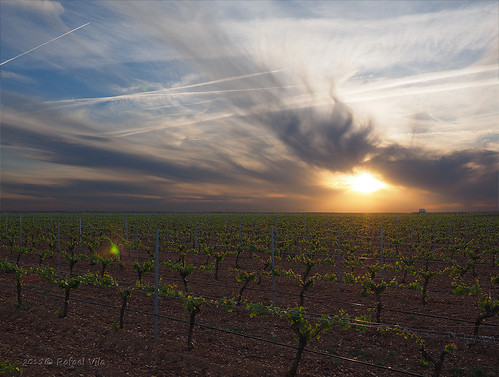 sunset landscape vineyard campo puestadesol uva rueda sunspot viñedos